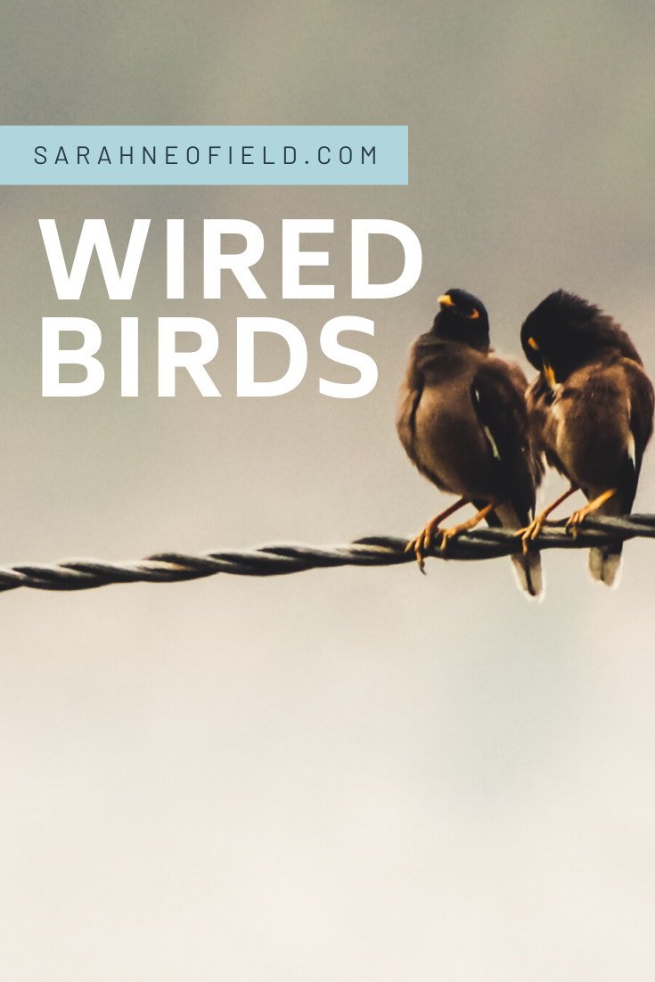 Wired Birds